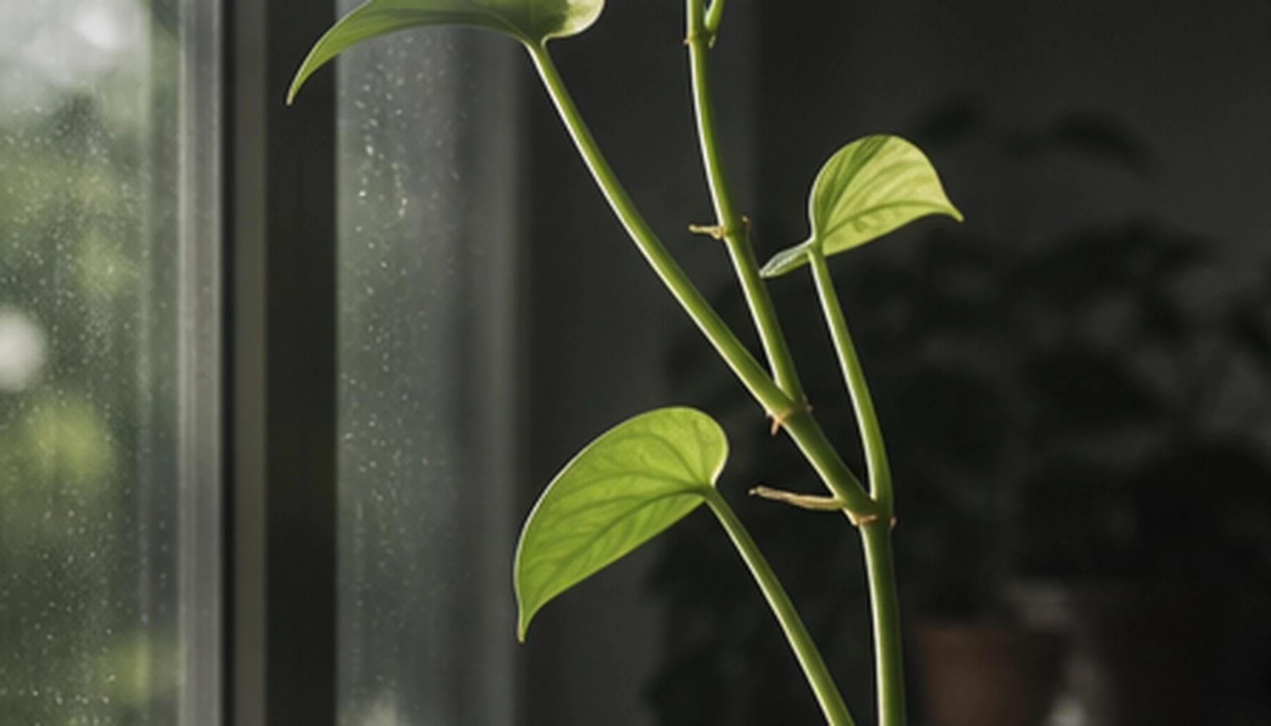 Editorial detail for Pale and Stretched New Growth: Catch Etiolation Early and Adjust Light Without Scorching