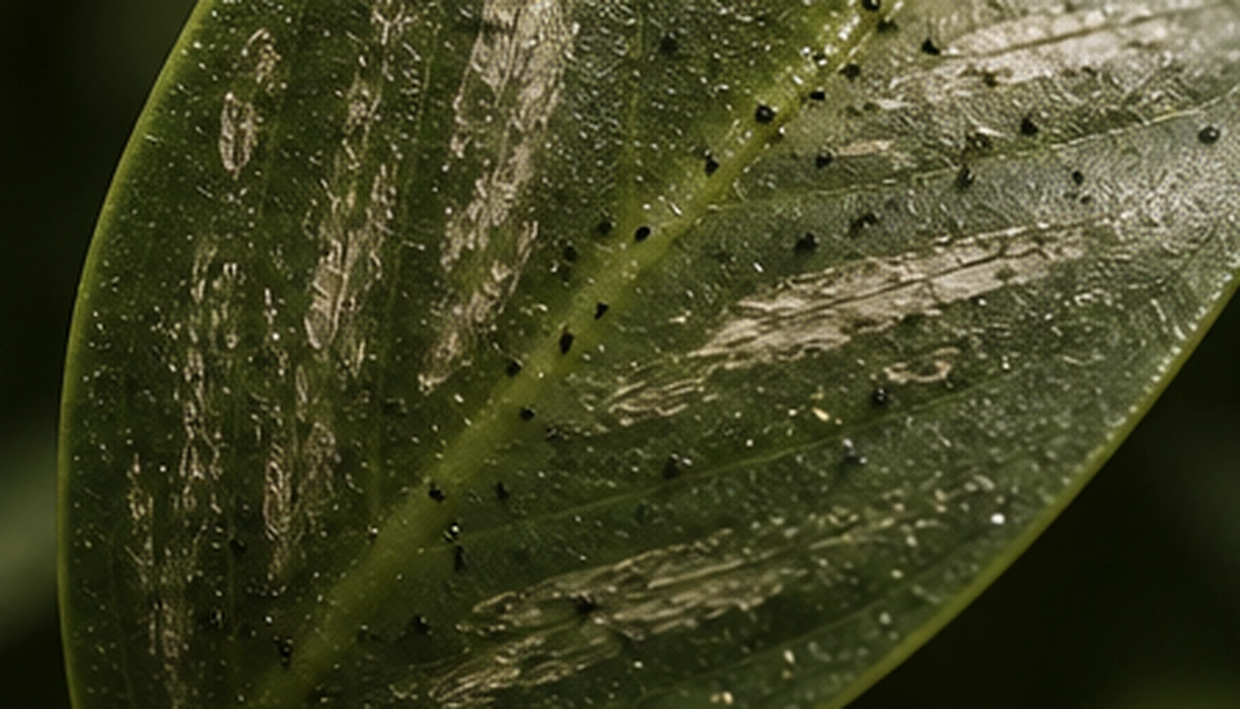 Editorial detail for Distinguishing Thrips Feeding Scars from Mechanical Damage on Indoor Plants and When to Isolate