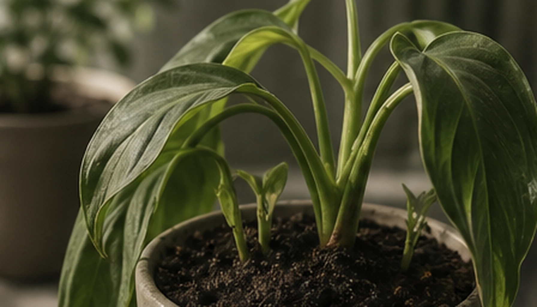 Editorial detail for Seasonal Transitions: Gradually Adjusting Indoor Plant Care