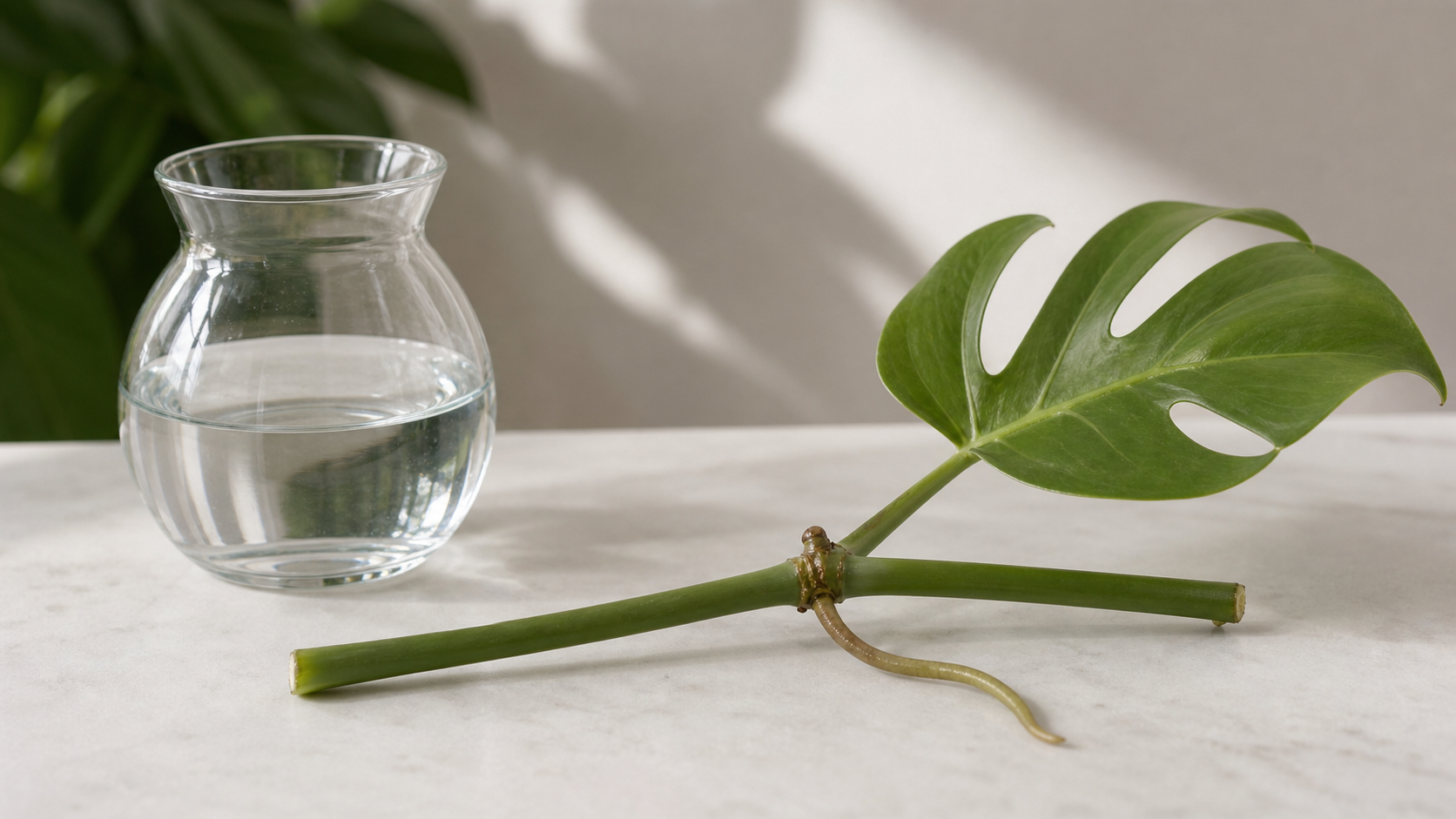 A Monstera cutting with a node for propagation