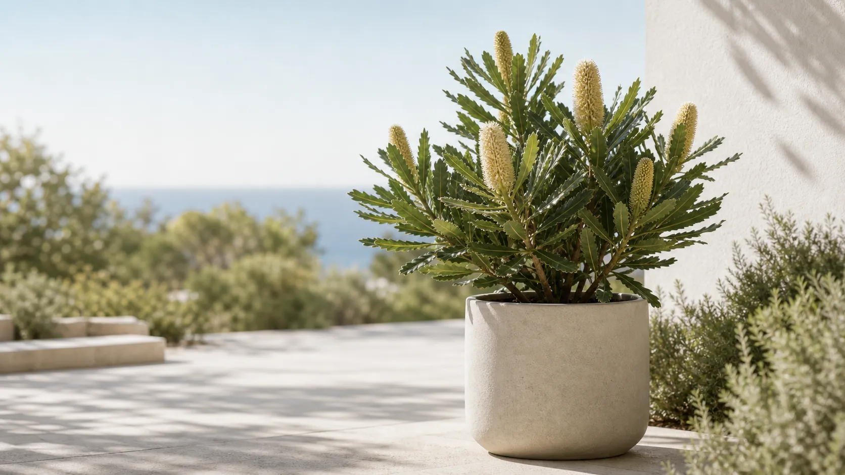 Illustration for the Coast Banksia: Three Checks Before Watering care guide