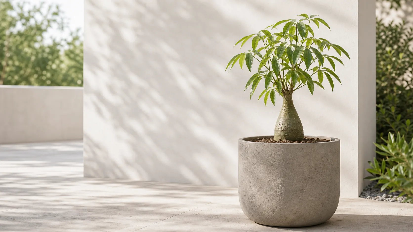 Illustration for the Queensland Bottle Tree: Getting Started and the First Month care guide