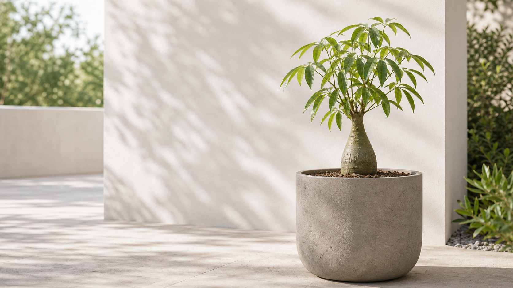 Queensland Bottle Tree care detail