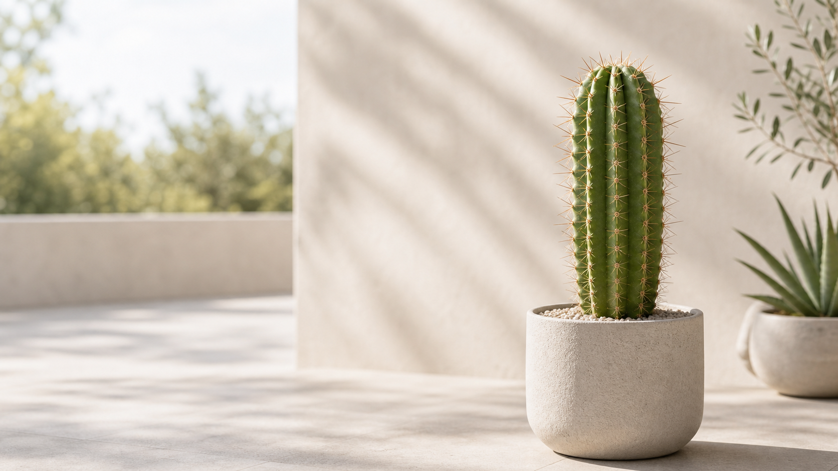 Mexican Giant Cardon care detail