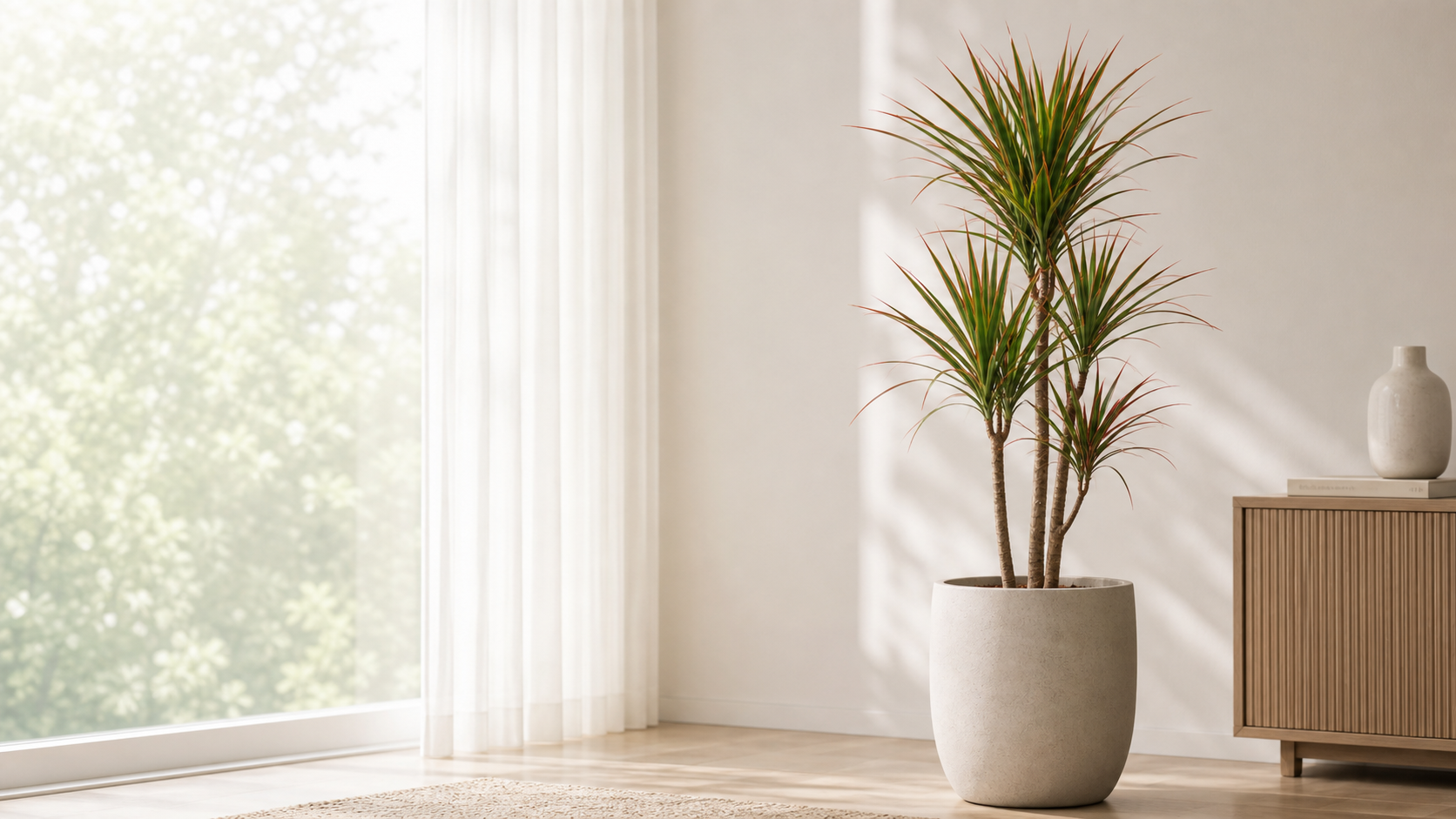 Madagascar Dragon Tree care detail