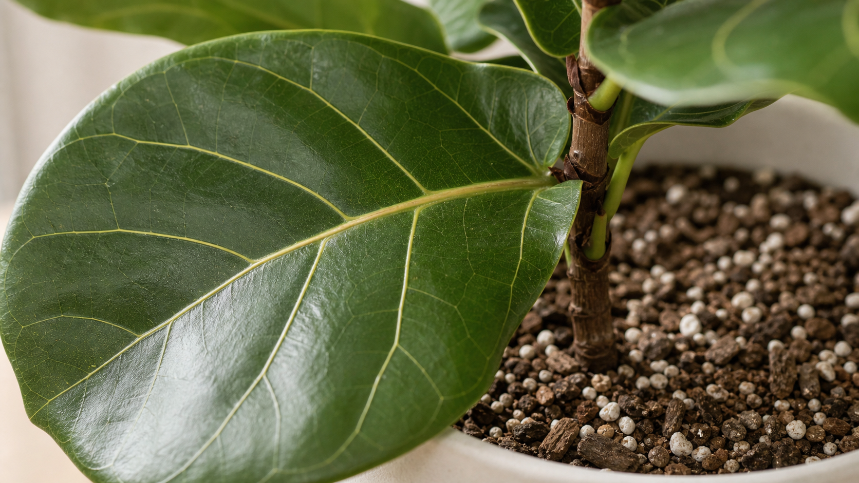 Fiddle-leaf Fig care detail