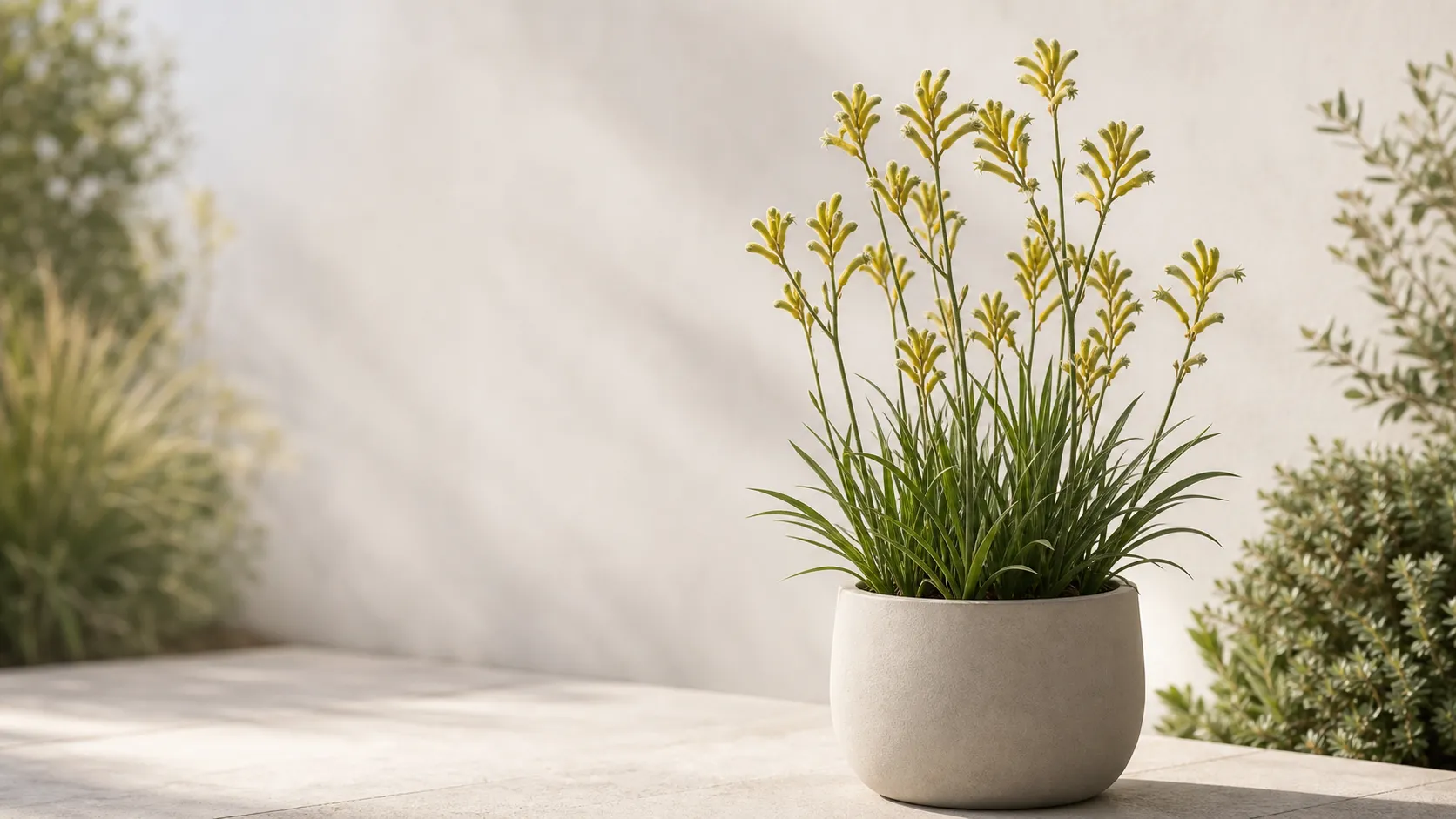 Illustration for the Kangaroo Paw: Three Checks Before Watering care guide