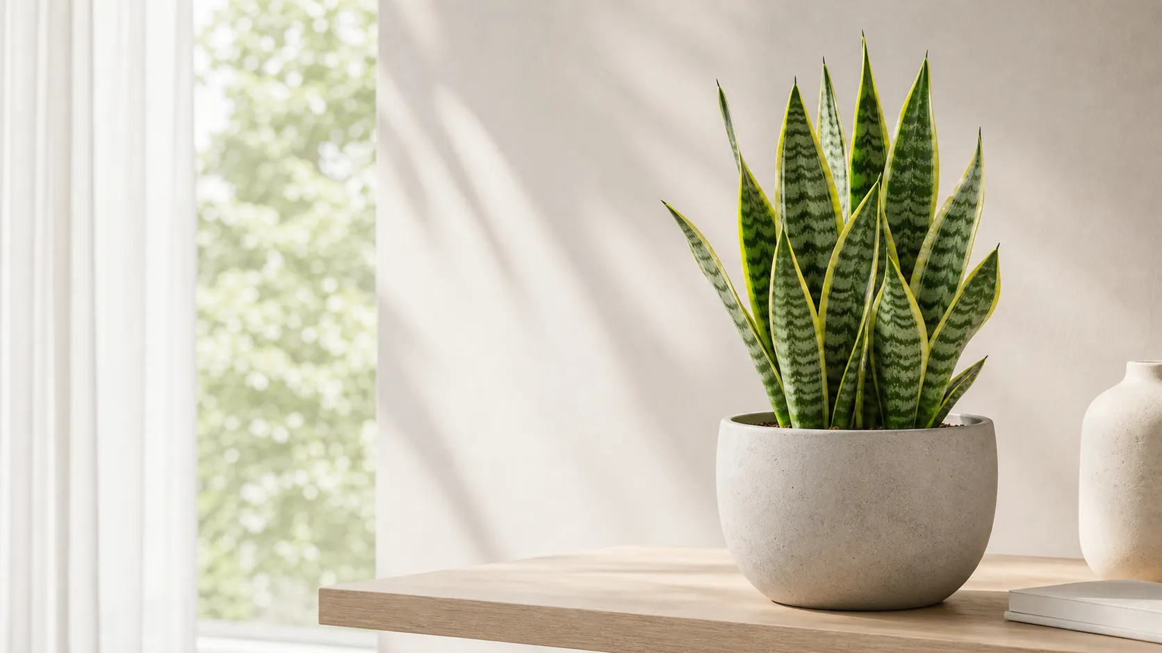 Illustration for the Snake Plant: Three Checks Before Watering care guide