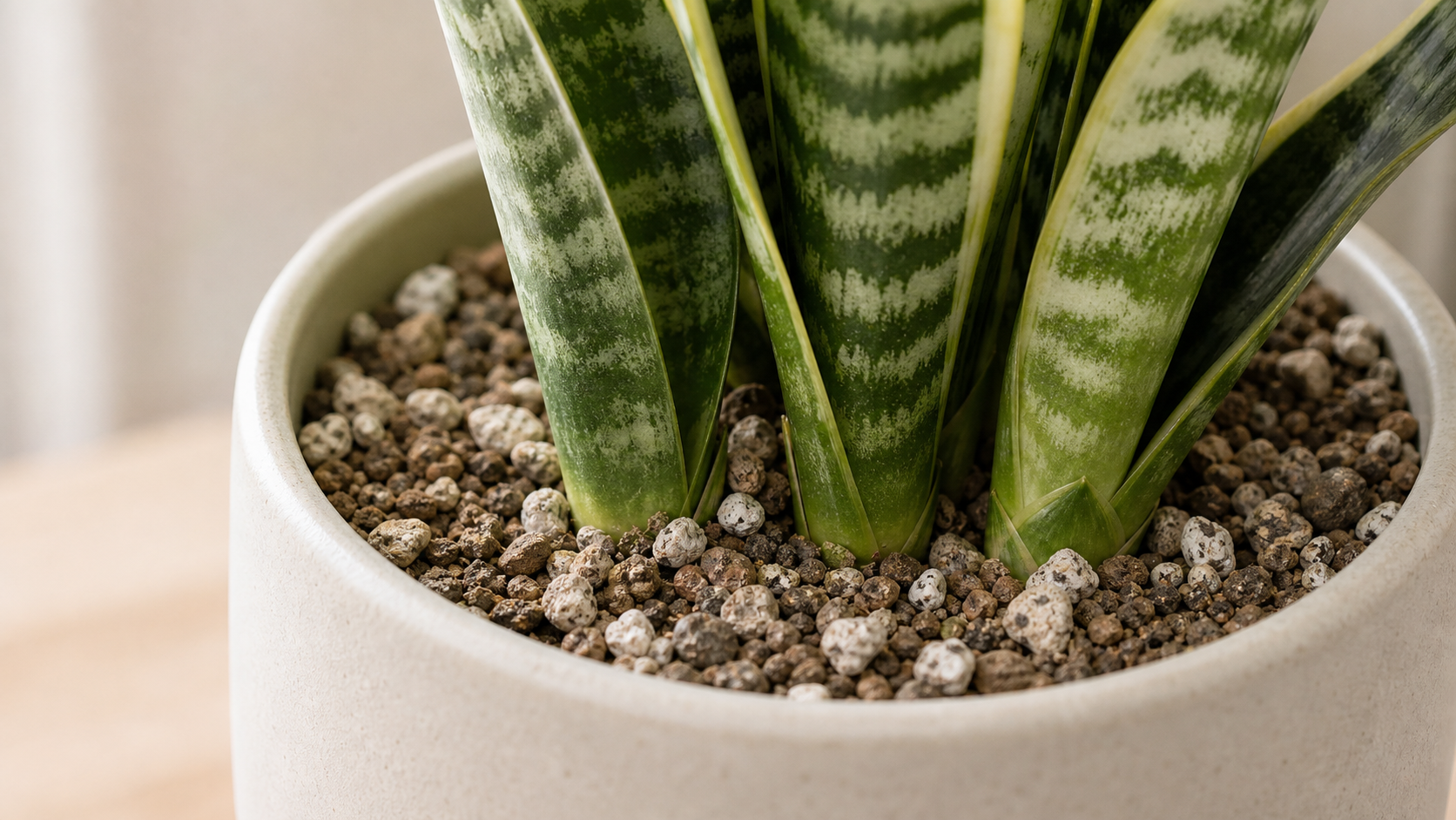 Snake Plant care detail