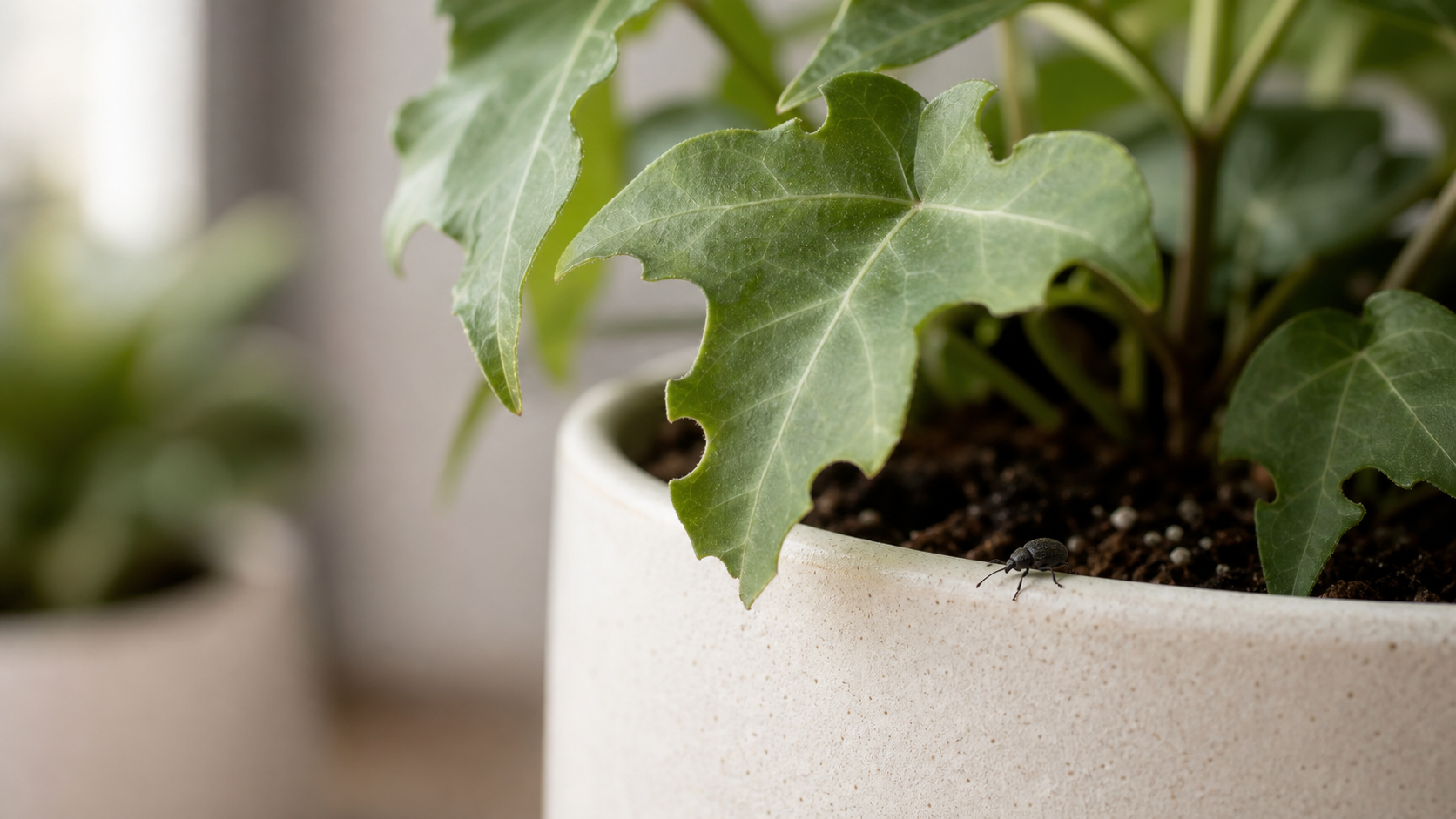 Black vine weevil symptoms and identification signs
